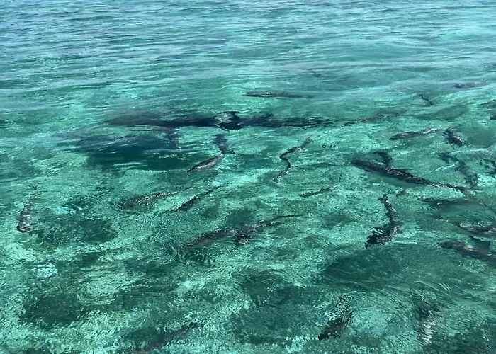 Residences At Barrier Reef 10-2b Oceanfront 2 Bedroom By Floreo San Pedro (Ambergris Caye)